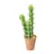 Hello Honey® 18" Cereus Cactus in Terra Cotta Colored Pot